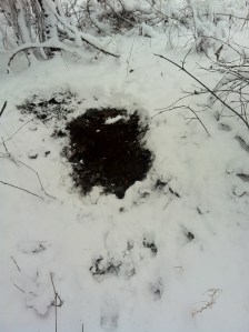 November 24 2013 deer scrape